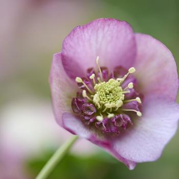 Helleborus orientalis Glamour™ 'Beaming Blush' (322128)