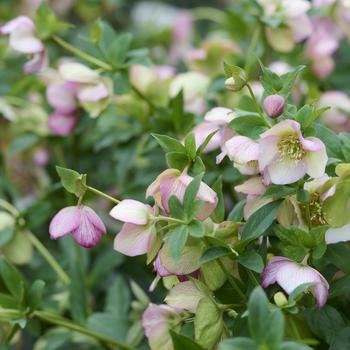 Helleborus orientalis Glamour™ 'Beaming Blush' (322129)