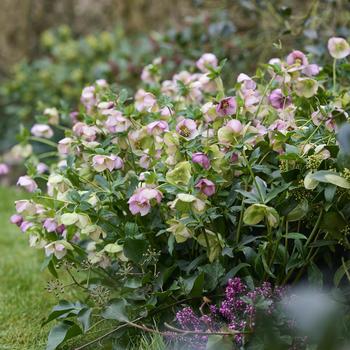 Helleborus orientalis Glamour™ 'Beaming Blush' (322130)