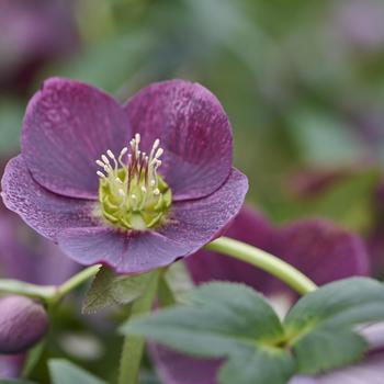 Helleborus orientalis 'Bijoux' 
