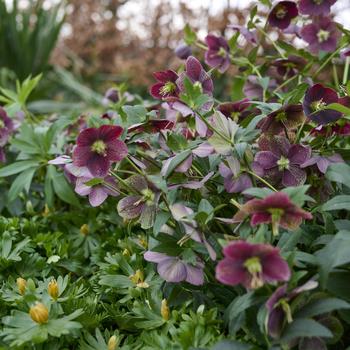 Helleborus orientalis Glamour&trade; 'Bijoux' (322133)