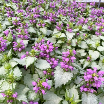 Lamium maculatum 'Ghost' 