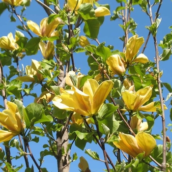 Magnolia 'Judy Zuk' 