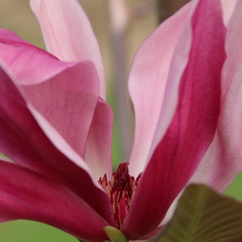 Magnolia 'NCMX1' PP29218