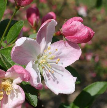 Malus 'Malusquest'