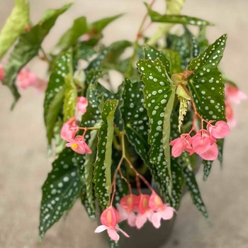 Begonia 'My Special Angel' 
