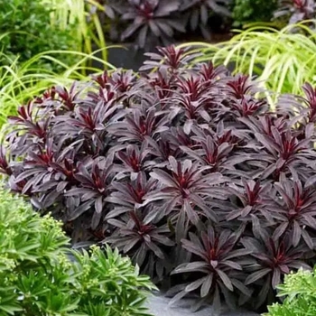 Euphorbia 'Miner's Merlot' 