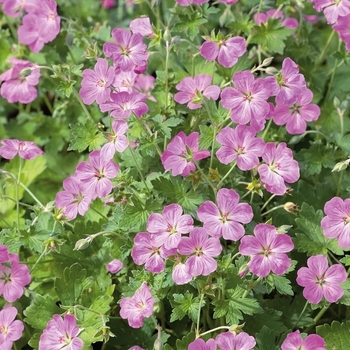 Geranium x riversleaianum 'Mavis Simpson'
