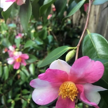 Camellia sasanqua 'Yume' 