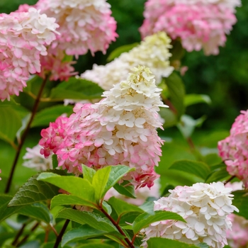 Hydrangea paniculata 'Bailpantwo' PPAF