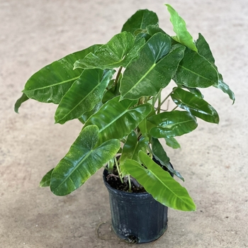 Philodendron 'Burle Marx' 