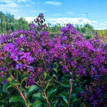 Lagerstroemia indica 'Purple Star'
