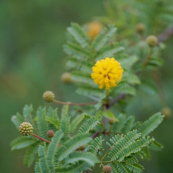 Acacia smallii