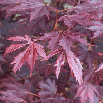 Acer pseudosieboldianum