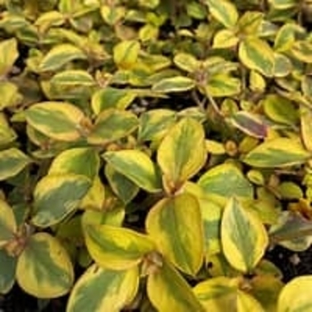 Lysimachia congestiflora 'Variegata'