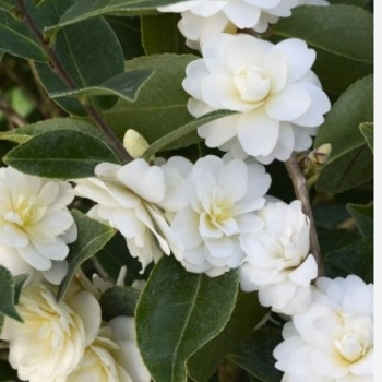 Camellia 'Buttermint' 