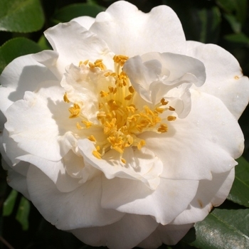 Camellia japonica 'VIctory White' 