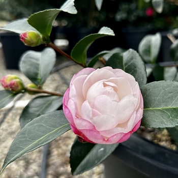 Camellia sasanqua 'Asakura'