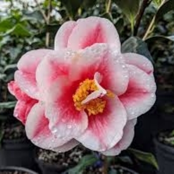 Camellia japonica 'Sadaharu Oh'