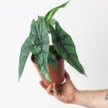 Alocasia heterophylla 'Dragon's Breath' 
