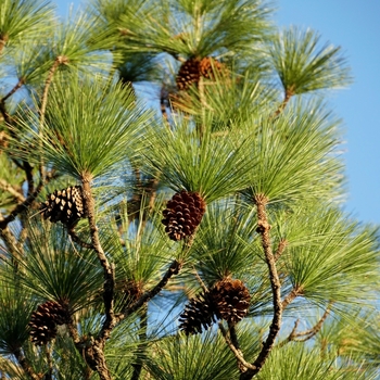 Pinus elliottii var. densa