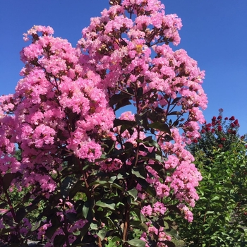Lagerstroemia indica 'Whit VIII' PP16616