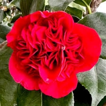 Camellia japonica 'April Tryst' 