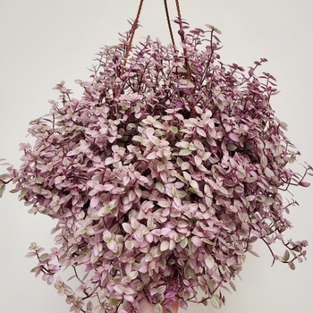 Callisia repens 'Pink Panther' 