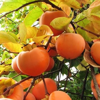 Diospyros kaki 'Suruga' 