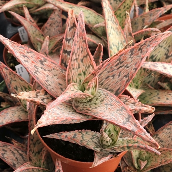 Aloe 'Pink Blush' 