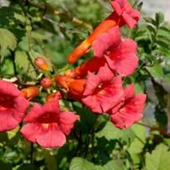 Campsis radicans 'Red Sunset'