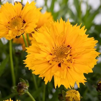 Coreopsis grandiflora 'Semi-double' 