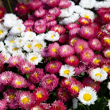 Bellis perennis