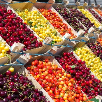 Prunus '4 in 1 Combo' 