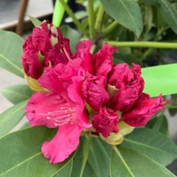 Rhododendron 'Bessie Howell' 