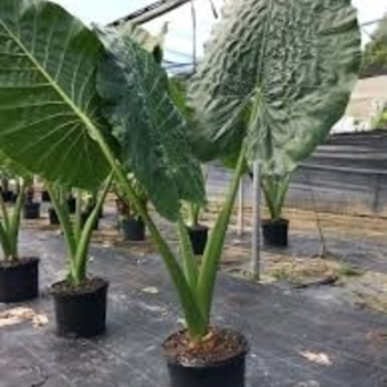 Alocasia macrorrhiza 'Borneo Giant' 