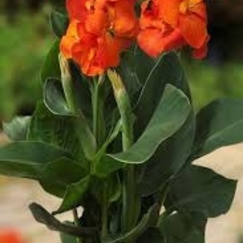Canna x generalis 'Happy Cleo&reg;' PP29210P2