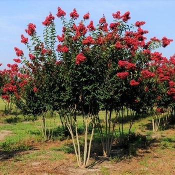 Lagerstroemia 'Scarlet' 