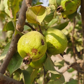 Psidium guajava