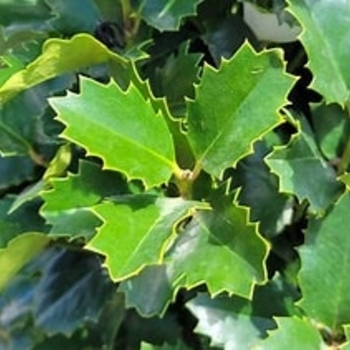 Ilex 'Ilex x EN-6' PPAF