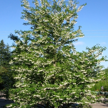 Styrax japonicus 'Snowcone&reg;' JFS-D