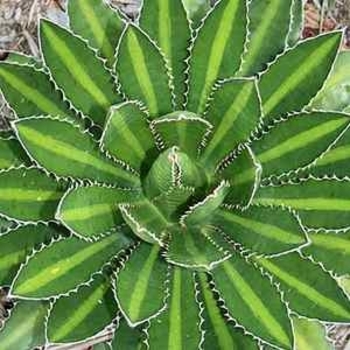 Agave lophantha 'Splendida' 