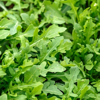 Arugula 'Rocket (Roquette)' 