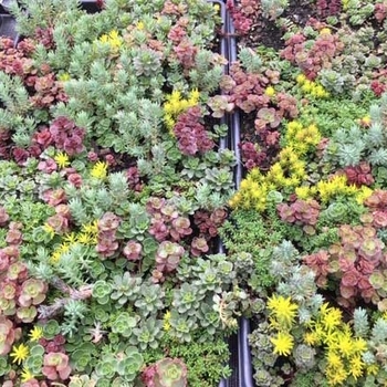 Sedum 