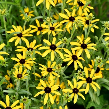 Rudbeckia 'Sweet As Honey' PP34972