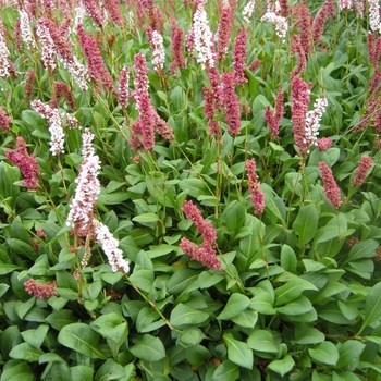Persicaria affinis