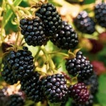 Rubus 'Osage'