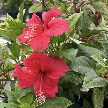Hibiscus rosa-sinensis 'Snow Queen' 