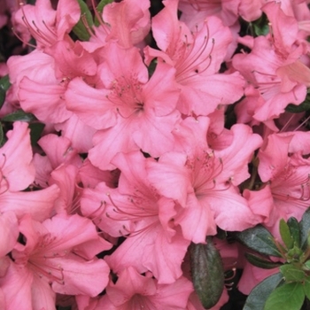 Rhododendron Kurume Hybrid 'Jennifer' 