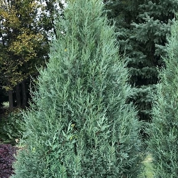 Juniperus scopulorum 'Medora' 